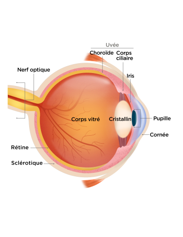 Uveite Etudes Cliniques Au Canada Patients A Coeur